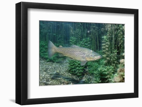 Trout (Salmo Trutta), Germany-Reinhard Dirscherl-Framed Photographic Print