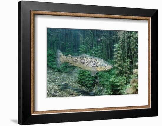 Trout (Salmo Trutta), Germany-Reinhard Dirscherl-Framed Photographic Print