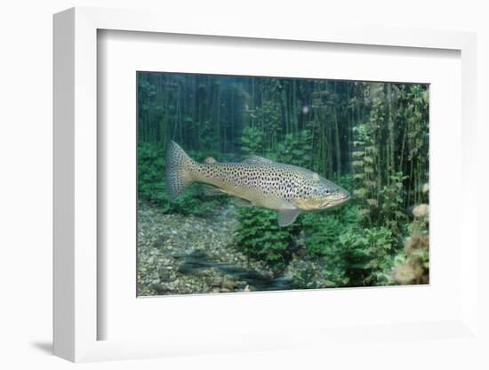 Trout (Salmo Trutta), Germany-Reinhard Dirscherl-Framed Photographic Print