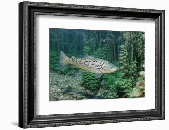 Trout (Salmo Trutta), Germany-Reinhard Dirscherl-Framed Photographic Print