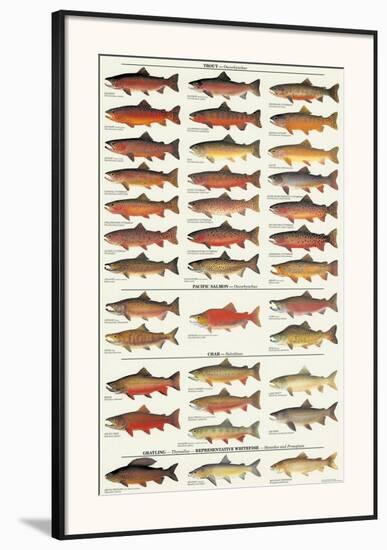 Trout, Salmon & Char of North America I-null-Framed Art Print
