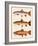 Trout-Joseph Tomelleri-Framed Art Print