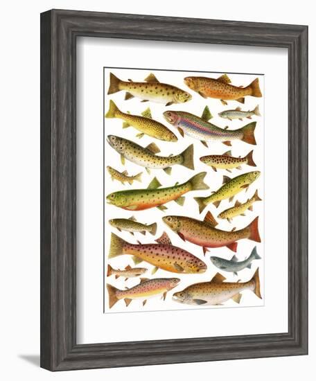 Trout-English School-Framed Giclee Print