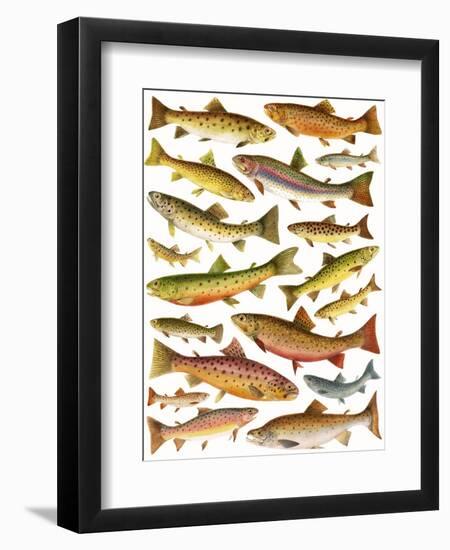 Trout-English School-Framed Giclee Print