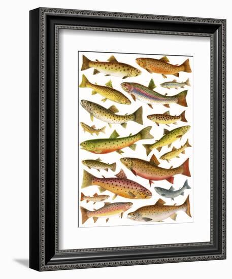 Trout-English School-Framed Giclee Print