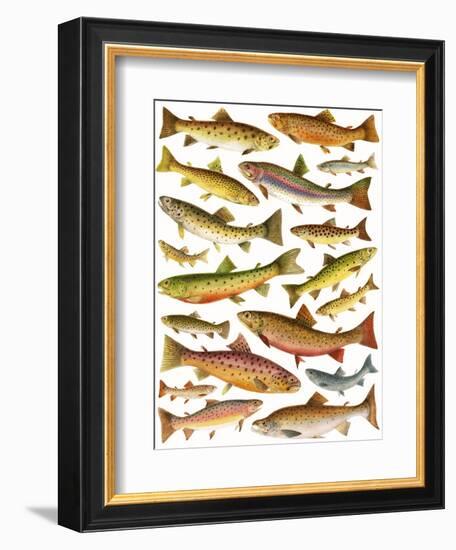 Trout-English School-Framed Giclee Print