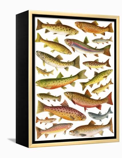 Trout-English School-Framed Premier Image Canvas