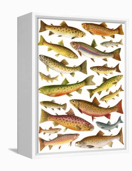 Trout-English School-Framed Premier Image Canvas