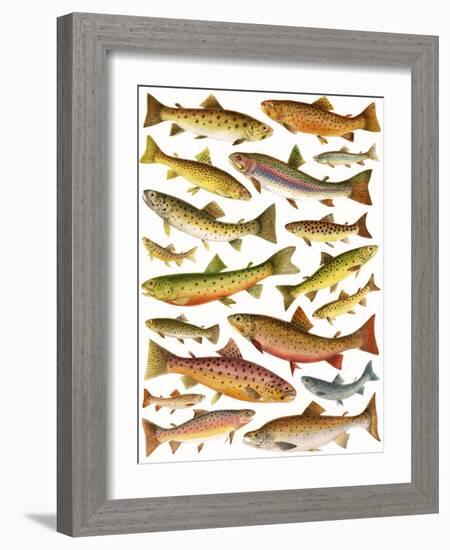 Trout-English School-Framed Giclee Print