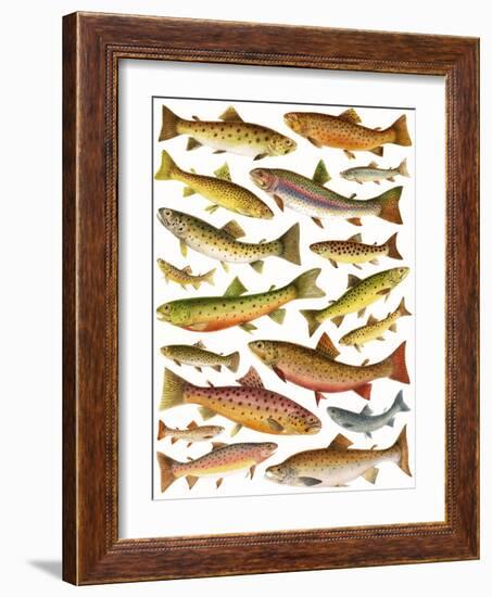 Trout-English School-Framed Giclee Print