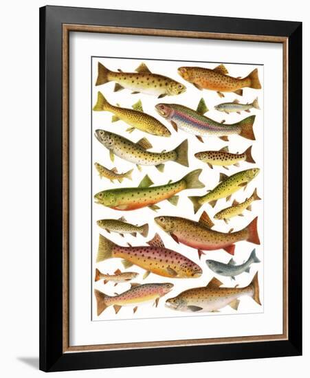 Trout-English School-Framed Giclee Print