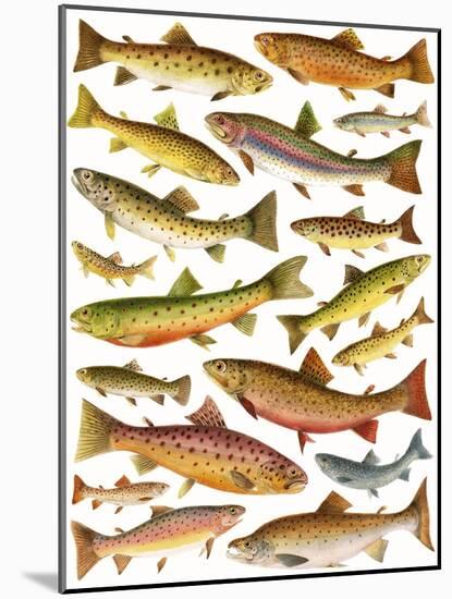 Trout-English School-Mounted Giclee Print