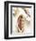 Troy Donahue-null-Framed Photo