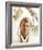 Troy Donahue-null-Framed Photo