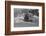 Truck delivering Milk, Woodstock, Vermont, 1939-Marion Post Wolcott-Framed Photographic Print