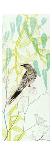 A Thoughtful Wattlebird-Trudy Rice-Art Print