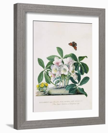 True Black Hellebore-Georg Dionysius Ehret-Framed Giclee Print