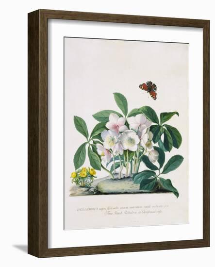 True Black Hellebore-Georg Dionysius Ehret-Framed Giclee Print