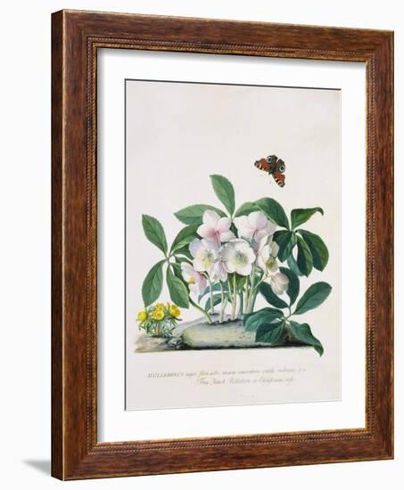 True Black Hellebore-Georg Dionysius Ehret-Framed Giclee Print