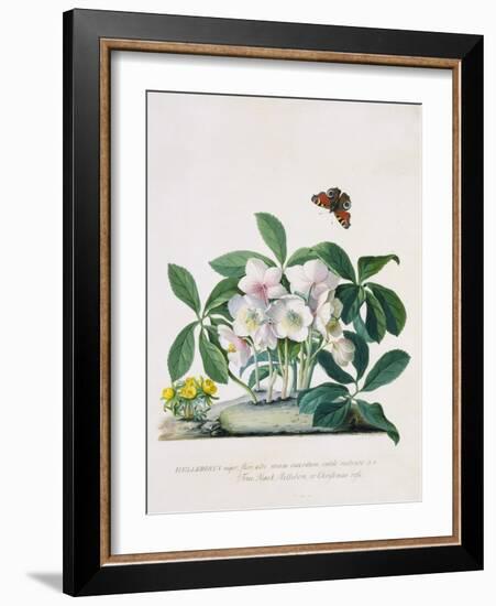 True Black Hellebore-Georg Dionysius Ehret-Framed Giclee Print