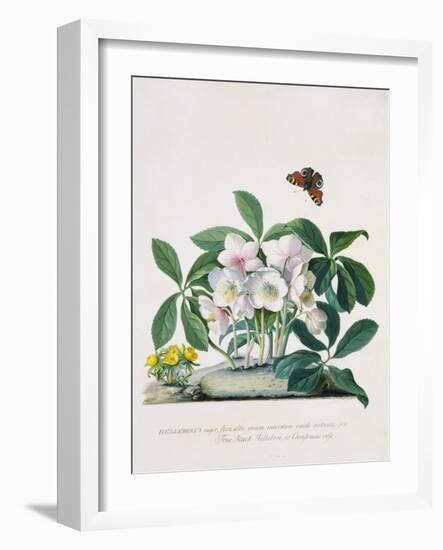 True Black Hellebore-Georg Dionysius Ehret-Framed Giclee Print