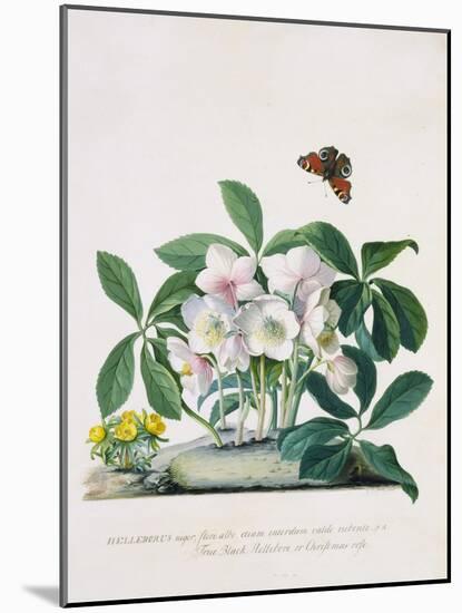 True Black Hellebore-Georg Dionysius Ehret-Mounted Giclee Print