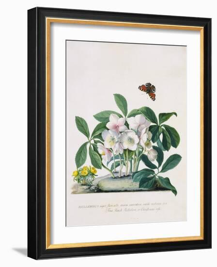 True Black Hellebore-Georg Dionysius Ehret-Framed Giclee Print