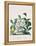 True Black Hellebore-Georg Dionysius Ehret-Framed Premier Image Canvas