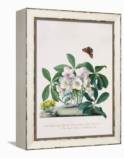 True Black Hellebore-Georg Dionysius Ehret-Framed Premier Image Canvas