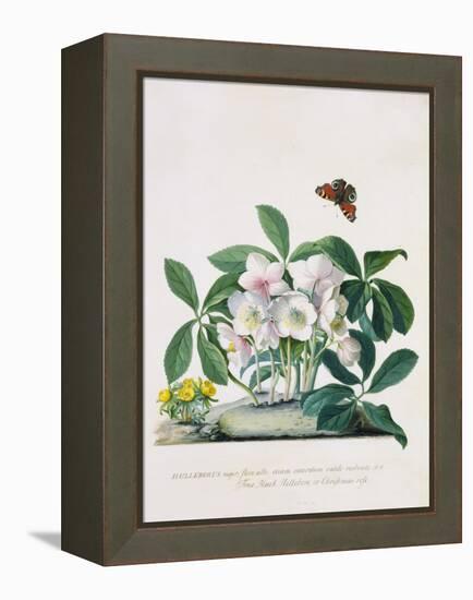 True Black Hellebore-Georg Dionysius Ehret-Framed Premier Image Canvas