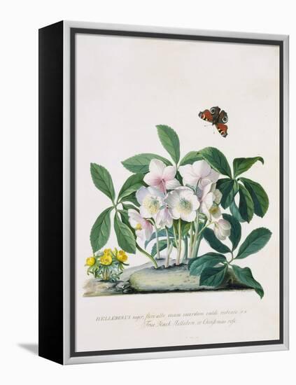 True Black Hellebore-Georg Dionysius Ehret-Framed Premier Image Canvas