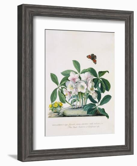 True Black Hellebore-Georg Dionysius Ehret-Framed Giclee Print