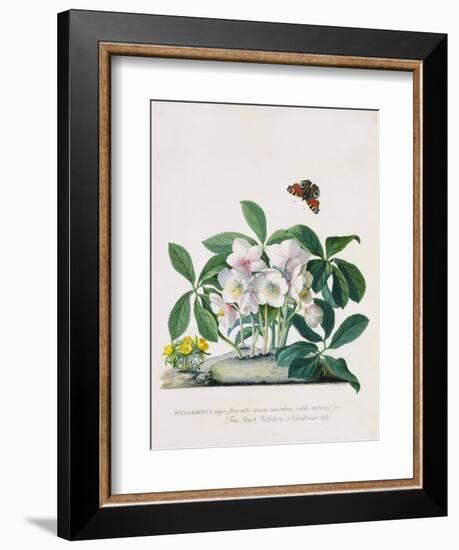 True Black Hellebore-Georg Dionysius Ehret-Framed Giclee Print