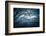 True Blue-Philippe Sainte-Laudy-Framed Photographic Print