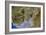 True-colour Satellite Image of Severn Estuary, UK-PLANETOBSERVER-Framed Photographic Print