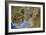 True-colour Satellite Image of Severn Estuary, UK-PLANETOBSERVER-Framed Photographic Print