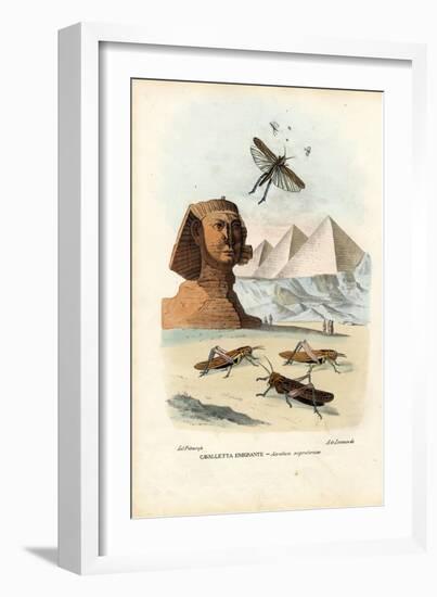 True Crickets, 1863-79-Raimundo Petraroja-Framed Giclee Print