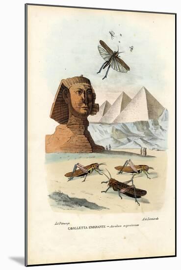 True Crickets, 1863-79-Raimundo Petraroja-Mounted Giclee Print