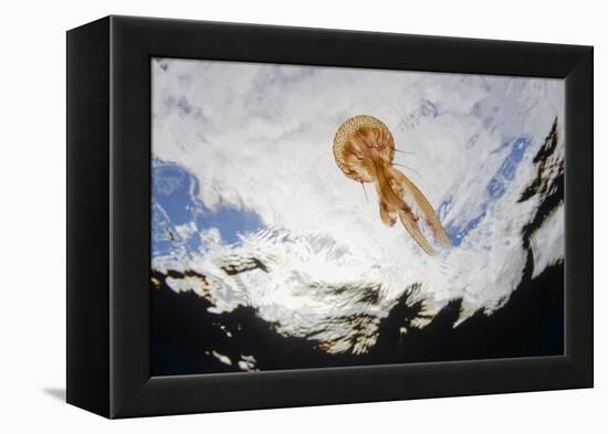 True Jelly Fish (Pelagia Noctiluca) Pico, Azores, Portugal, June 2009-Lundgren-Framed Premier Image Canvas
