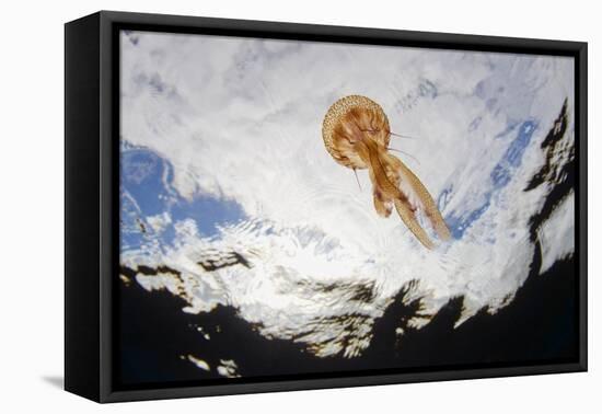 True Jelly Fish (Pelagia Noctiluca) Pico, Azores, Portugal, June 2009-Lundgren-Framed Premier Image Canvas