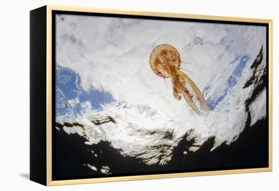 True Jelly Fish (Pelagia Noctiluca) Pico, Azores, Portugal, June 2009-Lundgren-Framed Premier Image Canvas