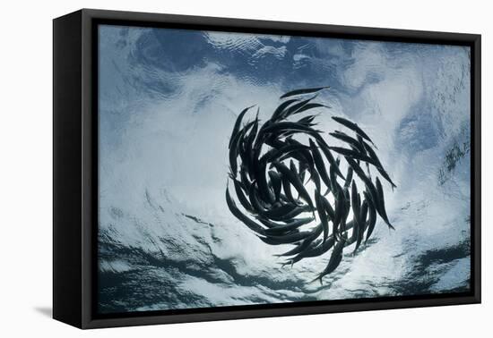 True Sardines (Sardina Pilchardus) Schoaling, Isla Mujeres, Yucatan Peninsula, Caribbean Sea, Mexic-Reinhard Dirscherl-Framed Premier Image Canvas