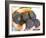 Truffle Hunter with Handful of Truffles at La Truffe De Ventoux Truffle Farm, Vaucluse, Rhone-Per Karlsson-Framed Photographic Print