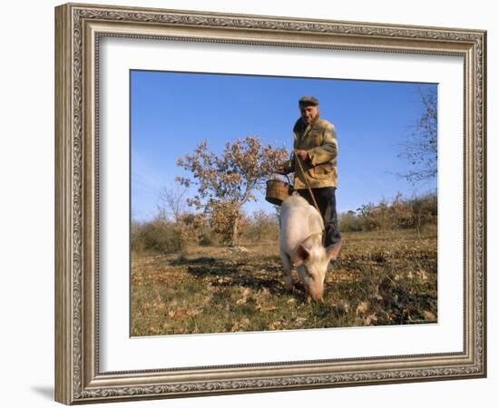 Truffle Producer with Pig Searching for Truffles in January, Quercy Region, France-Adam Tall-Framed Photographic Print