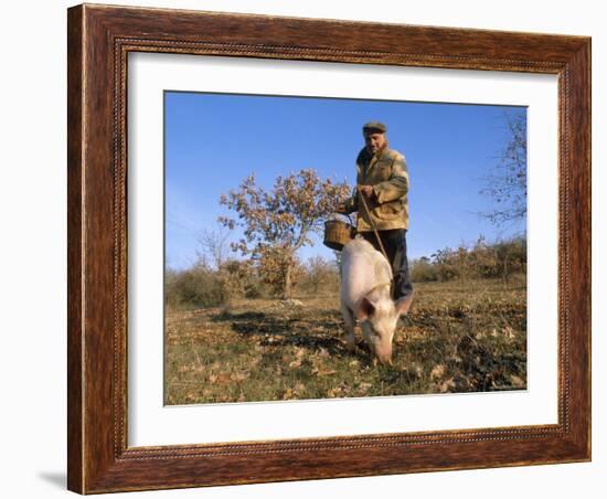 Truffle Producer with Pig Searching for Truffles in January, Quercy Region, France-Adam Tall-Framed Photographic Print