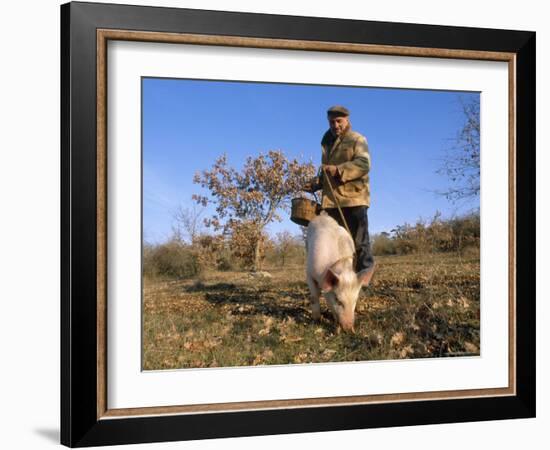 Truffle Producer with Pig Searching for Truffles in January, Quercy Region, France-Adam Tall-Framed Photographic Print