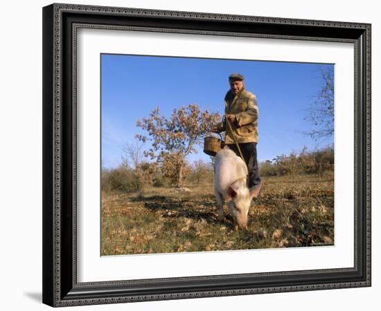 Truffle Producer with Pig Searching for Truffles in January, Quercy Region, France-Adam Tall-Framed Photographic Print