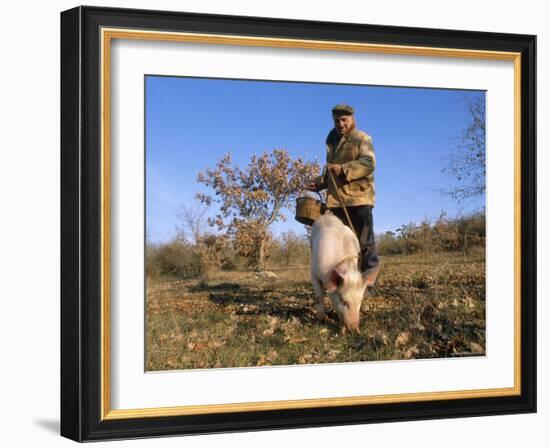 Truffle Producer with Pig Searching for Truffles in January, Quercy Region, France-Adam Tall-Framed Photographic Print