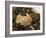 Truffles at La Truffe De Ventoux Truffle Farm, Vaucluse, Rhone, Provence, France-Per Karlsson-Framed Photographic Print