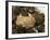 Truffles at La Truffe De Ventoux Truffle Farm, Vaucluse, Rhone, Provence, France-Per Karlsson-Framed Photographic Print